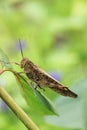 close-up of a leafhopper Royalty Free Stock Photo
