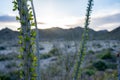 Close up of a leafing Ocotillo plant Fouquieria splendens in Joshua Tree National Park in California during sunset in the spring Royalty Free Stock Photo