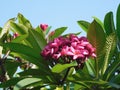 A bunch of pink frangipani flowers on a plumeria tree