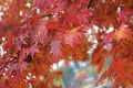 Close up of leafs on a korean maple tree Acer pseudosieboldianum in Seoul. Shows a bright orange red color in late fall season.