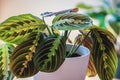 Prayer plant maranta leuconeura var erythroneura in white pot.