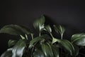 Close up on a leafy green eucharis plant