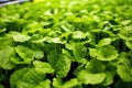 a close-up of a leafy green rooftop