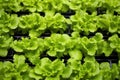 a close-up of a leafy green rooftop