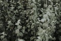 Close up of leafy wildflowers