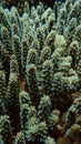 Close up leather coral, soft coral polyps out, tentacles catching small floating plankton