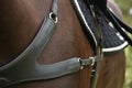Close up of leather equine breastplate