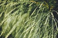 Close-up of Leaves of Australian pine, Beefwood, Common iron wood, False iron Wood, False pine, Queensland swamp oak, Sea oak, Royalty Free Stock Photo