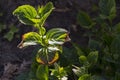 Close-up leave of hortensia infected by cercospora in garden