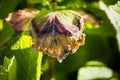 Close-up leave of hortensia infected by cercospora in garden