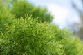 Close up of leave of pine tree Royalty Free Stock Photo