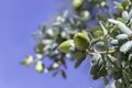 Close up of leaves and acorns growing on the branch of a holm oak tree Quercus ilex