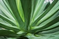 Close up leaves of Agave plant Royalty Free Stock Photo