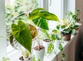 Close up of leaves alocasia wentii and alocasia polly in the pot at home. Indoor gardening. Hobby. Green houseplants.