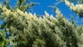 Close-up of leaves Arizona cypress Cupressus arizonica `Blue Ice` in park of center resort city Sochi