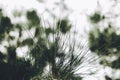 Close-up of Leaves of Australian pine, Beefwood, Common iron wood, False iron Wood, False pine, Queensland swamp oak, Sea oak Royalty Free Stock Photo