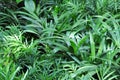 Close up leaves of Bamboo palm Chamaedorea seifrizii. Houseplants in pots for sale in a flower shop