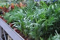 Close up leaves of Bamboo palm Chamaedorea seifrizii. Houseplants in pots for sale in a flower shop