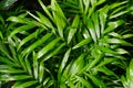 Close-up on the leaves of a bamboo palm tree (chamaedorea seifrizii) indoor