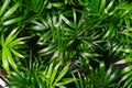 Close-up on the leaves of a bamboo palm tree (chamaedorea seifrizii) indoor