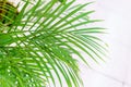 Close-up on the leaves of a bamboo palm tree (chamaedorea seifrizii) indoor