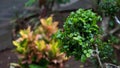 Close up the leaves of a bonsai plant that is formed into a round Royalty Free Stock Photo