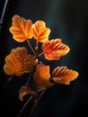 Close-up of leaves and branches of an autumn tree. The leaves are orange, with some water droplets on them, giving them Royalty Free Stock Photo