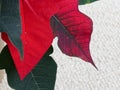 Close up of leaves of a bright red poinsettia plant Royalty Free Stock Photo