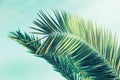 Close up leaves coconut palm trees and pink background. Summer background