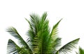 Closeup leaves of coconut tree isolated on white background Royalty Free Stock Photo