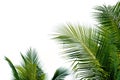 Closeup leaves of coconut tree isolated on white background