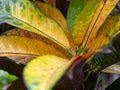 Close-up of the leaves of the Codiaeum variegatum gold plant