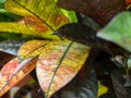 Close-up of the leaves of the Codiaeum variegatum gold plant