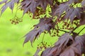 Close Up Leaves Of A Corylus Colurna Tree At Amsterdam The Netherlands 15-5-2024