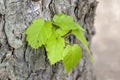 Close Up Leaves Of A Corylus Colurna Tree At Amsterdam The Netherlands 15-5-2024