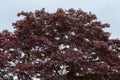 Close Up Leaves Of A Corylus Colurna Tree At Amsterdam The Netherlands 15-5-2024