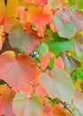 Close up of leaves of Crimson Glory Vine showing Autumn colours with selective focus Vitis coignetiae. Botany in Poland