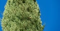 Close-up of leaves Cupressus sempervirens or Mediterranean  with cone on blue sky background Royalty Free Stock Photo