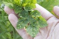close up leaves of currants affected by currant aphids berry bush disease with bulges
