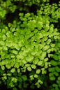 Close up leaves deatils of Black stem Maidenhair fern Adiantum Royalty Free Stock Photo