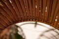 Close up the leaves of dried palm trees