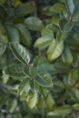 Elaeagnus pungens close up