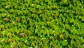 Close up of leaves of English ivy or European ivy covered the wall Royalty Free Stock Photo