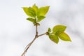 Close-up of the leaves of Eucommia ulmoides Royalty Free Stock Photo