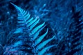 Close-up leaves fern. Blue tinting.