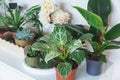 Close up of leaves of filodendron new wave in the pot. Big green leaves with white stripes. Indoor garden, home jungle Royalty Free Stock Photo