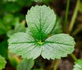 Close-up of the leaves of fragaria chiloensis