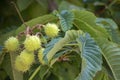 Close-up of the leaves and fruit of the Castanea sativa tree