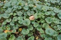 Closeup of leaves of Glechoma hederacea in October