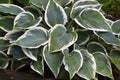 Close up of the leaves of the Hosta \'First Frost